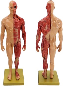 Menselijk Anatomie Model - Skelet Model Leren - Kunst Schilderen Studie - Halve Huid Ecorche - 30 cm - Gekleurd — thumbnail 5