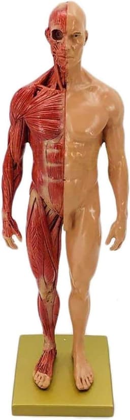 Menselijk Anatomie Model - Skelet Model Leren - Kunst Schilderen Studie - Halve Huid Ecorche - 30 cm - Gekleurd — thumbnail 1