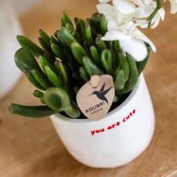 Cadeauset Orchidee Vetplant - Planten set liefde - Cadeau geven - Decoratieve potten - 1 x 1 x 1 cm — thumbnail 5