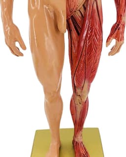 Menselijk Anatomie Model - Skelet Model Leren - Kunst Schilderen Studie - Halve Huid Ecorche - 30 cm - Gekleurd — thumbnail 3