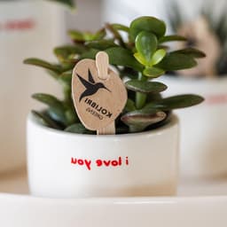 Cadeauset Orchidee Vetplant - Planten set liefde - Cadeau geven - Decoratieve potten - 1 x 1 x 1 cm — thumbnail 1
