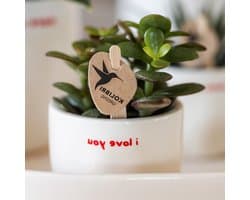 Cadeauset Orchidee Vetplant - Planten set liefde - Cadeau geven - Decoratieve potten - 1 x 1 x 1 cm