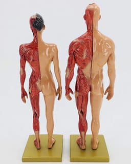 Menselijk Anatomie Model - Skelet Model Leren - Kunst Schilderen Studie - Halve Huid Ecorche - 30 cm - Gekleurd — thumbnail 4