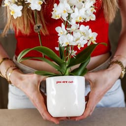 Cadeauset Orchidee Vetplant - Planten set liefde - Cadeau geven - Decoratieve potten - 1 x 1 x 1 cm — thumbnail 2