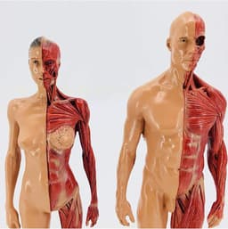Menselijk Anatomie Model - Skelet Model Leren - Kunst Schilderen Studie - Halve Huid Ecorche - 30 cm - Gekleurd — thumbnail 2