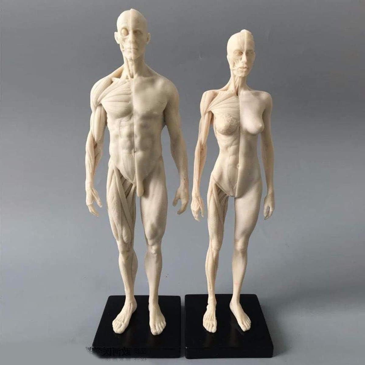 Anatomisch Model - Menselijk Lichaam - Tekenen Studeren - Gedetailleerde Spieren - 11 Inch - Wit — afbeelding 1