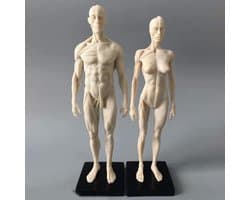 Anatomisch Model - Menselijk Lichaam - Tekenen Studeren - Gedetailleerde Spieren - 11 Inch - Wit