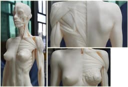 Anatomie Figuur - Menselijk Model - Kunst Studie - Half Spier Half Huid - 30 cm - Niet geverfd — thumbnail 4