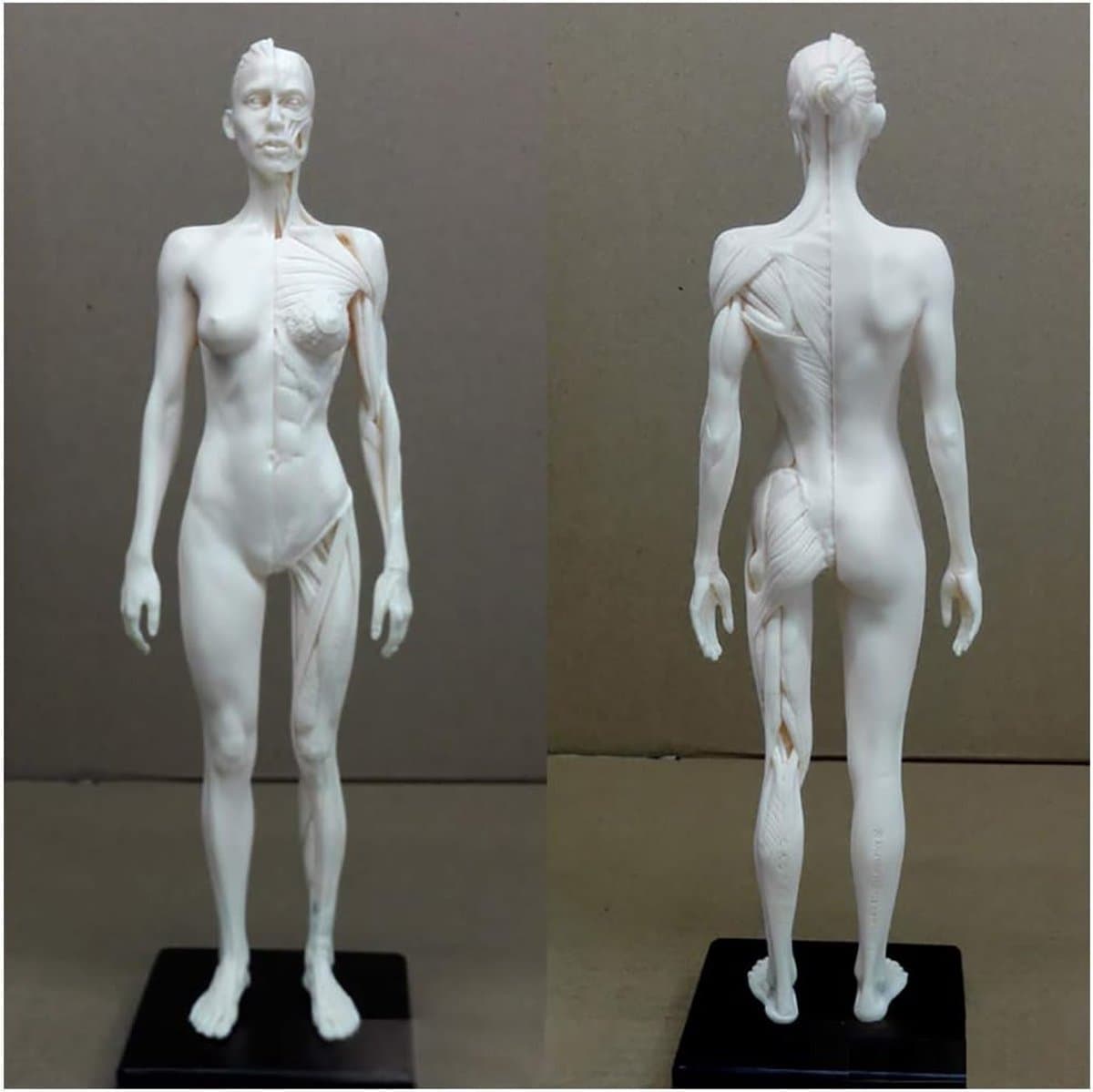 Anatomie Figuur - Menselijk Model - Kunst Studie - Half Spier Half Huid - 30 cm - Niet geverfd — afbeelding 1