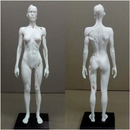 Anatomie Figuur - Menselijk Model - Kunst Studie - Half Spier Half Huid - 30 cm - Niet geverfd — thumbnail 1
